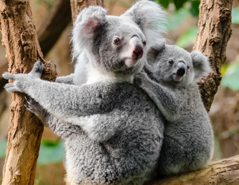 luna di miele in australia con i koala auastraliani