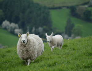 fauna locale irlanda pecore irlandesi