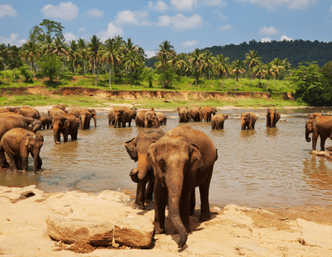 elefanti indiani in sri lanka