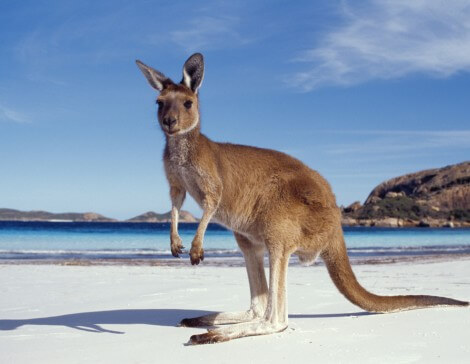 Canguro a Kangaroo Island