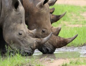 rinoceronti Riserva di Ziwa Uganda