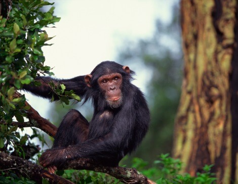Trekking degli scimpanzè in Uganda