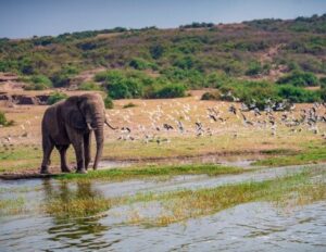 safari elefanti in uganda