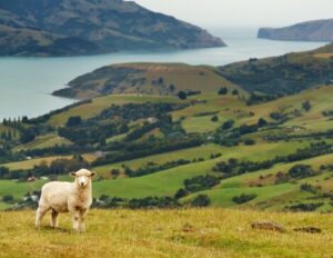 Paesaggio Neozelandese
