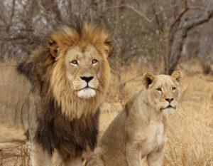 viaggio in famiglia sud africa con primavera viaggi leone e leonessa sudafrica