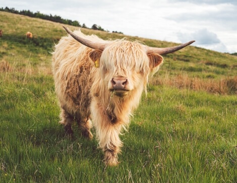 viaggio-scozia-giugno-Highland-cows