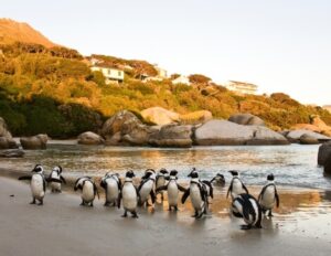 pinguini boulders beach africa