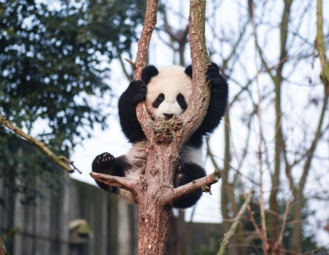 Riserva Panda Cina