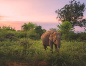 Safari con Elefanti Sri Lanka