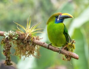 Costa_Rica_Primavera_Viaggi_5