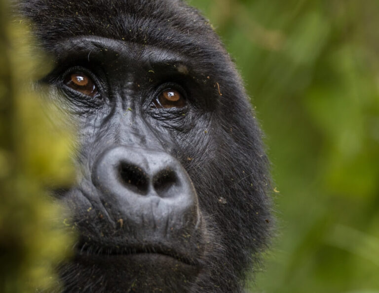 Itinerario 9 giorni in Uganda