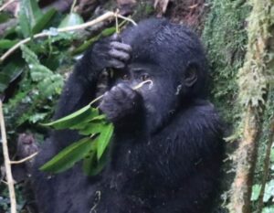 Uganda_Perla_1