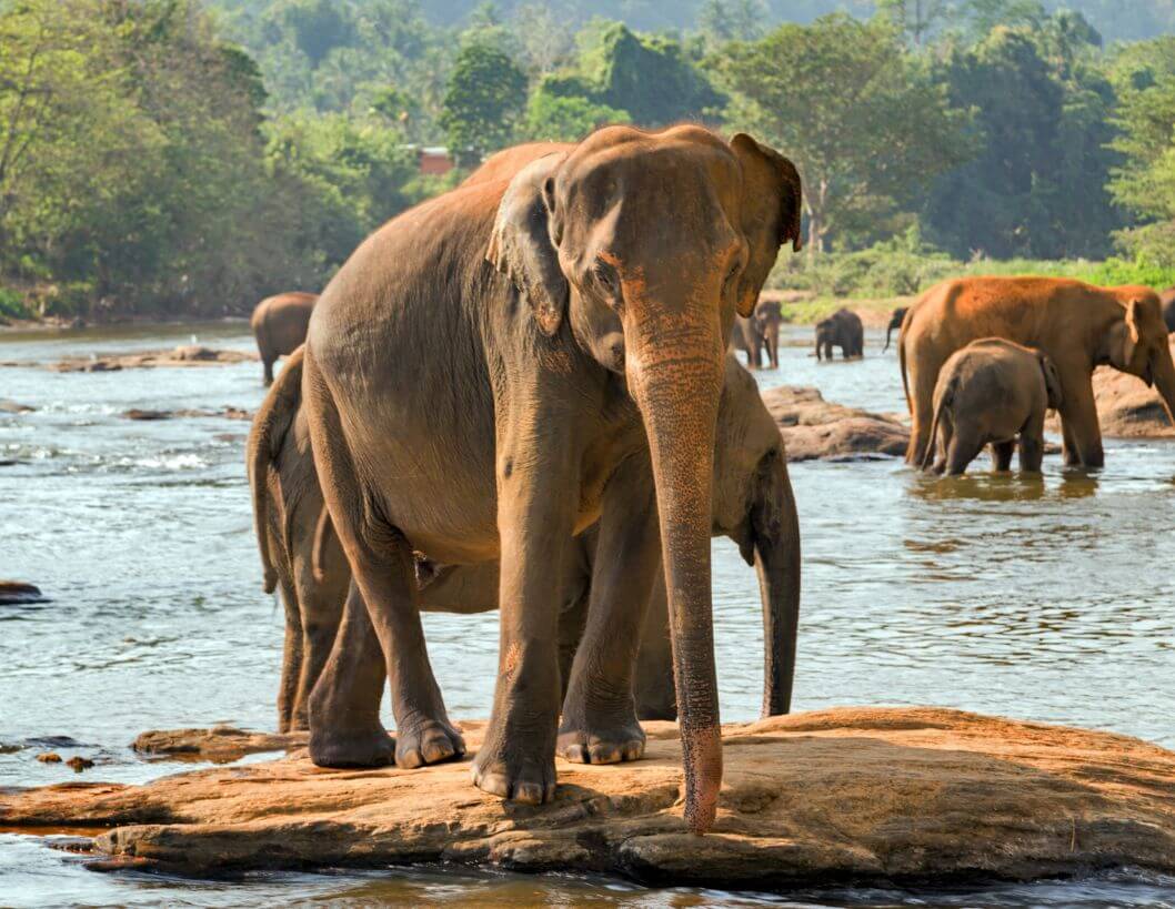 elefanti-sri-lanka-viaggio-primavera-viaggi