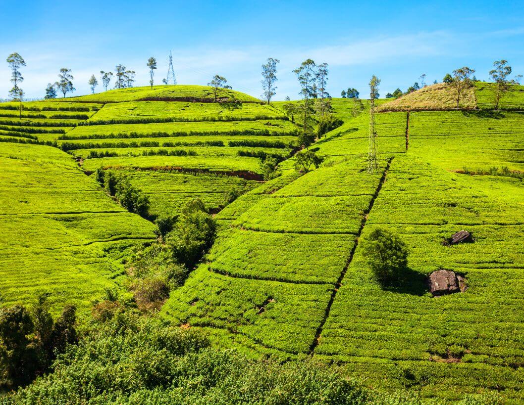 nuwara-elyia-sri-lanka-primavera-viaggi
